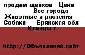 продам щенков › Цена ­ 15 000 - Все города Животные и растения » Собаки   . Брянская обл.,Клинцы г.